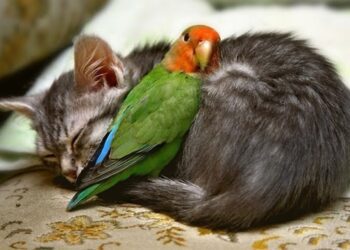 Building a Culture of Kindness: Mindy Stearns’ Method Goes Beyond Just Being Nice