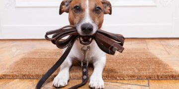 Discover 8 Surprising Ways Walks Can Strengthen Your Relationship