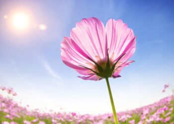 Unleash the Heliotropic Effect: Transform Your Life with Kindness and Authenticity