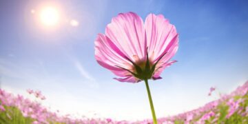 Unleash the Heliotropic Effect: Transform Your Life with Kindness and Authenticity