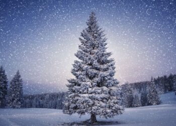 Christmas Tree Farmers Keeping the Holiday Spirit Thriving