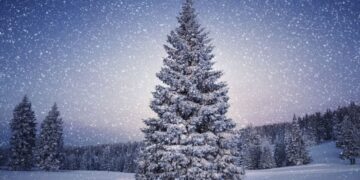 Christmas Tree Farmers Keeping the Holiday Spirit Thriving